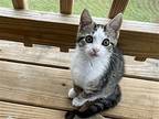 Tess, Domestic Shorthair For Adoption In Wilmore, Kentucky