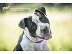 73808a Shaf, Terrier (unknown Type, Medium) For Adoption In North Charleston
