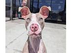Rambo, American Pit Bull Terrier For Adoption In Golden, Colorado