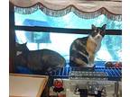Tubin And Freckles, Domestic Shorthair For Adoption In Amherst, Massachusetts