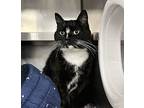 Lucy, Domestic Shorthair For Adoption In Kingston, New York