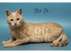 Bo Jr. (c24-077), Domestic Shorthair For Adoption In Lebanon, Tennessee