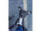 Peony American Pit Bull Terrier Puppy Female