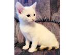 Mystique, Domestic Shorthair For Adoption In Atlantic City, New Jersey