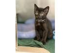 Buzz, Domestic Shorthair For Adoption In Atlantic City, New Jersey