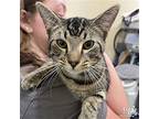 Poe, Domestic Shorthair For Adoption In Washington, District Of Columbia