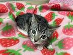 Tiny, Domestic Shorthair For Adoption In Parlier, California