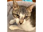 April, Domestic Shorthair For Adoption In Antioch, California