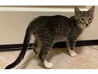 Scotty (bonded With Sully), Domestic Shorthair For Adoption In Antioch
