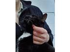 Tuxie, Domestic Shorthair For Adoption In Trenton, New Jersey