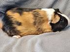 Harriett, Guinea Pig For Adoption In Washington Court House, Ohio
