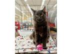 Mickey #greatcatch, Maine Coon For Adoption In Houston, Texas