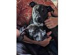 Gabbana, American Pit Bull Terrier For Adoption In Germantown, Ohio