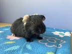 Zephyr & Spud, Guinea Pig For Adoption In Tujunga, California