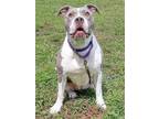 Wilma, American Pit Bull Terrier For Adoption In Malvern, Pennsylvania