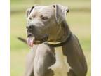 Bobo, American Pit Bull Terrier For Adoption In Malvern, Pennsylvania