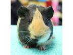 Guinea Pigs, Guinea Pig For Adoption In Brooklyn, New York