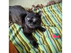 Bunnyman, Domestic Shorthair For Adoption In Chicago, Illinois