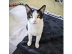 Glad, Domestic Shorthair For Adoption In Chicago, Illinois