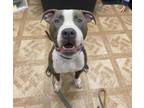 Joker, American Pit Bull Terrier For Adoption In Worcester, Massachusetts