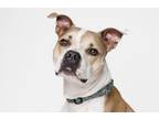 Dallas, American Pit Bull Terrier For Adoption In Slinger, Wisconsin