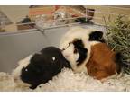 Luna, Guinea Pig For Adoption In Pittsfield, Massachusetts