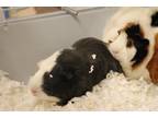 Binx, Guinea Pig For Adoption In Pittsfield, Massachusetts
