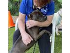 Freya, American Staffordshire Terrier For Adoption In Raleigh, North Carolina