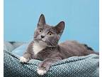 Lemon Drop (bonded Pair With Paloma), Domestic Shorthair For Adoption In Parma