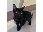 Estelle, Domestic Shorthair For Adoption In Fort Myers, Florida