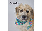 Franklin, Dachshund For Adoption In Dallas, Texas