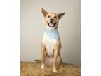Tex, American Staffordshire Terrier For Adoption In Dallas, Texas