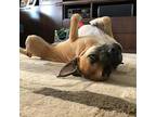 Zzmaizy, Staffordshire Bull Terrier For Adoption In Dallas, Texas
