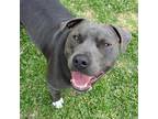 Zzrocky, American Pit Bull Terrier For Adoption In Dallas, Texas