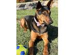 Jewelee, Doberman Pinscher For Adoption In Lake Forest, California