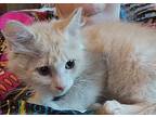 Goofy, Maine Coon For Adoption In New Braunfels, Texas