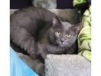 Teatoo, Domestic Shorthair For Adoption In Erin, Ontario