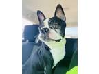 Sheldon Cooper - # 4206 Sc, Boston Terrier For Adoption In Maryville, Tennessee
