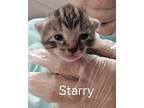 Starry, Domestic Shorthair For Adoption In Savannah, Georgia