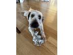 Raddish, Wheaten Terrier For Adoption In New York, New York