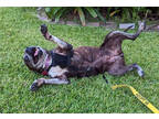June Bug In Foster, American Staffordshire Terrier For Adoption In New Orleans