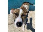 Dior, Bull Terrier For Adoption In New Orleans, Louisiana