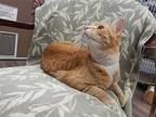 Mango- Smoothie, Domestic Shorthair For Adoption In Mesquite, Nevada