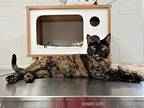 Amy, Domestic Shorthair For Adoption In Mesquite, Nevada