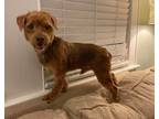 Sergio, Terrier (unknown Type, Medium) For Adoption In Irmo, South Carolina