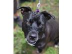 Venus, American Pit Bull Terrier For Adoption In Payson, Arizona