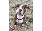 Apache (in Foster), American Pit Bull Terrier For Adoption In Kokomo, Indiana