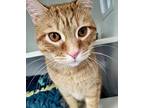 Jeffrey, Domestic Shorthair For Adoption In Milltown, New Jersey