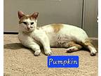 Pumpkin, Domestic Shorthair For Adoption In Jessup, Maryland