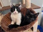 Albie - Bonded With Dex, Domestic Shorthair For Adoption In Fremont, California